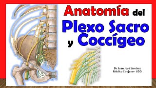 🥇 PLEXO SACRO Y COCCÍGEO Anatomía Fácil y rápida Explicación [upl. by Naves791]