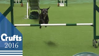 Agility  Crufts Team  Medium Final  Crufts 2016 [upl. by Sabian]