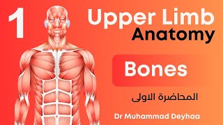 Upper Limb Anatomy  bones  scapula  clavicle amp humerus  lec 1  د محمد ضياء [upl. by Nymzaj]