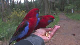 Parrots in Australia [upl. by Riley]