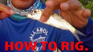 Top Fishing Tips How To Rig Live Pilchards White Bait [upl. by Nirihs885]