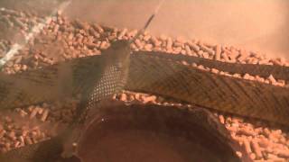 Intro Video Inland Taipan plus feeding [upl. by Ratcliff260]