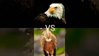 Eagle VS Vulcure Crows [upl. by Corotto]