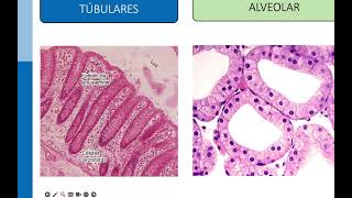 Epitelio Glandular Histología 2024 [upl. by Robinette]