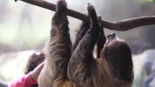 Linnaeuss twotoed sloth quotJoequot ZooKnoxville [upl. by Loise]