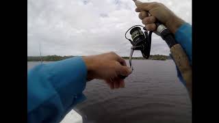 homosassa fishing snook sheepshead redfish [upl. by Brownley423]