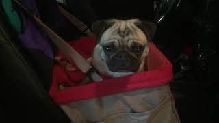 Kurgo Dog Car Seat Review with my pug Khloe [upl. by Navap]