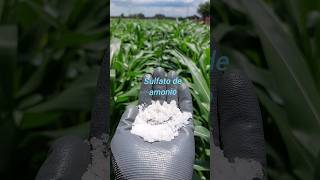 🌽🌱Sulfato de amonio en el maíz 🌱🌽 maiz elotes [upl. by Aiouqes979]