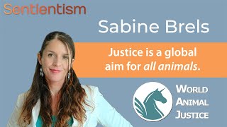 quotA new world of animal justicequot  Sabine Brels of WorldAnimalJustice  Sentientism Ep 189 [upl. by Scheld402]