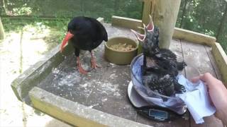 Chough Reintroduction Project in Jersey [upl. by Kablesh542]