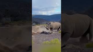 Unfazed Giant How a Rhino Escaped the Lions’ Attack [upl. by Greenwood]