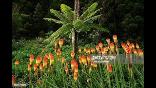 FLEUR DE CHALEUR  TRITOME A LONGUES BRANCHES [upl. by Richmound]