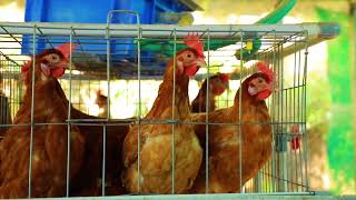 BV380 Hen cage with 100 chicks  profit up to 8000 month starting pakage [upl. by Nava]