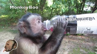 Capuchin Monkey Loves Vitamin Water [upl. by Adnyc]