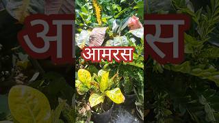 मुझे भी मिल गया 😍👍 Aamras shortvideo [upl. by Helgeson]