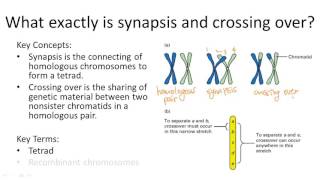 Synapsis and Crossing Over [upl. by Eanehs103]