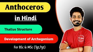 Anthoceros thallus Structure  Development of Archegonium in Anthoceros in Hindi  By Bioaman 04 [upl. by Kokaras]