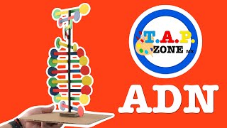 Como hacer la maqueta del ADN  TAP ZONE Mx Ep9 [upl. by Warton]