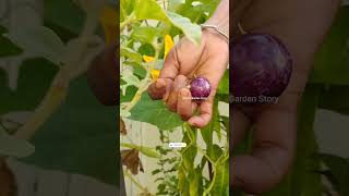 Vegetable Harvesting Video🔥Vegetable Garden✨हवाई आलू की बेल🌿सब्जिया कैसेउगाएashasgardenstoryshorts [upl. by Wirth]