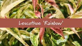 Leucothoe Rainbow at Prides Corner Farms [upl. by Ahsienauq]