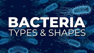 BACTERIA TYPES AND SHAPES [upl. by Halika]