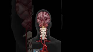 Blood Supply of Brain  Vertebral Artery  Basillar Artery  anatomy viral shorts [upl. by Pavlov]