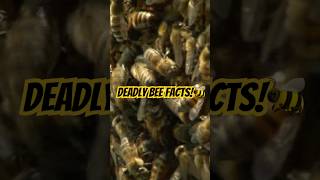 Deadly Bee Facts 🐝⚠️ The World’s Most Dangerous Bees Explained animals shorts [upl. by Gratia]