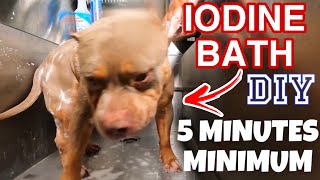 All You Need to Know About DIY Dog Shampoo [upl. by Bartholomeo]