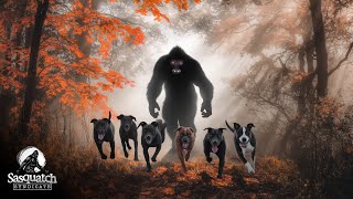 EPISODE 123  Dog Gone Bigfoot  Sasquatch Syndicate [upl. by Latoye]