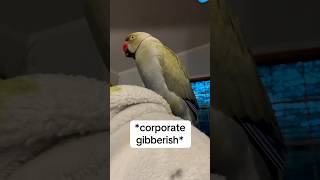 POV your boss is a jerk… work talkingbird talkingparrot funnyanimals corporate parrot irn [upl. by Michelsen839]