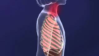 Intercostal MUscles animation YouTube [upl. by Aibos]