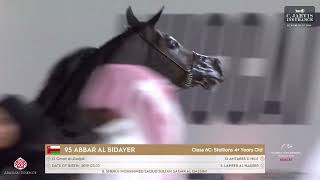 N 95 ABBAR AL BIDAYER Global Champions Arabians Tour Muscat Stallions 4 Years Old Section C Cla [upl. by Asilem]