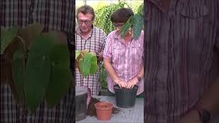 Tuto jardinage Tamaya Bégonia bambou Begonia maculata entretien et arrosage plante verte [upl. by Anirb]