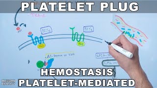 Platelet Plug Formation  Platelet Mediated Hemostasis [upl. by Adnyl]