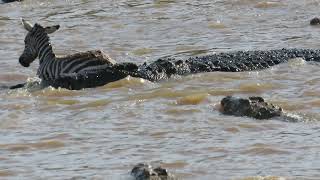 Topi and zebra eaten by crocodiles on African Safari [upl. by Callum1]