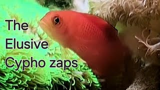 Presenting the Rare Cypho zaps in a Nano Reef Tank [upl. by Talia863]