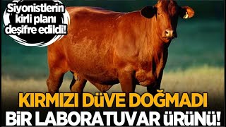 O DÜVE KESİLİRSE NE OLUR SEÇİM SONUÇLARI VE KIRMIZI DÜVE KEHANETİ [upl. by Ripley440]