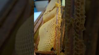 Preventing Wonky Comb amp Why Flow Hive doesn’t provide foundation Pt 1 flowhive beekeeping bees [upl. by Earesed]