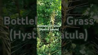 Bottlebrush Grass nativeplants garden ornamentalplants woodland [upl. by Arnulfo]