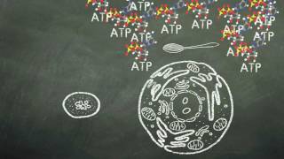 Mitochondria  NSF Chalk Talk [upl. by Salena]