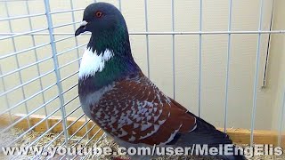 Best of Cauchois  French Pigeon breed from Normandy  Französische Taubenrasse aus der Normandie [upl. by Aileda]