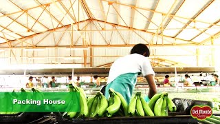 Del Monte® Banana Production [upl. by Kendricks978]