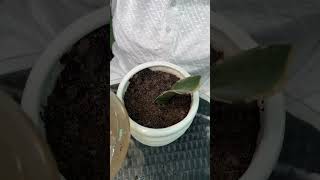 Soil Propagation of Agave Plant shorts agave propagation [upl. by Redford941]