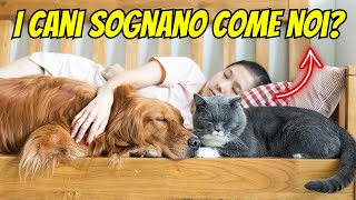 I cani sognano come noi Scopri cosa succede quando dormono [upl. by Onitsirc]