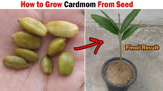 How to grow Cardamom Plant from Seed  GROW CARDAMOM PLANT FROM SEEDS WITH RESULT [upl. by Dorahs]