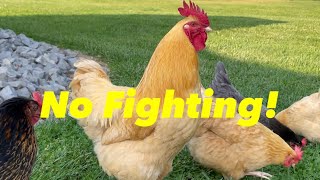 These 3 Things Keep Your Roosters From Fighting [upl. by Sabina]