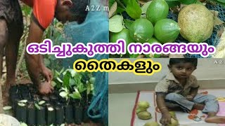 ODICHUKUTHI NARAKAM  LEMON TREE  ODICHUKUTHI NARANGA  ODICHUKUTHI PLANT [upl. by Reviere]