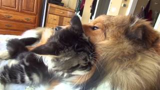 Maine coon sheltie babies beautiful interaction [upl. by Fax]