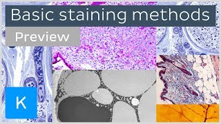 Basic histological staining methods preview  Human Histology  Kenhub [upl. by Almena]