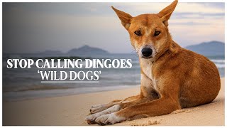 Dingo or Wild Dog The Truth Behind Australia’s Iconic Canine  On The Fence Dingo Documentary [upl. by April]